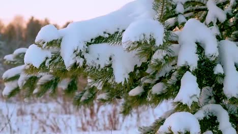 snowy pine branches