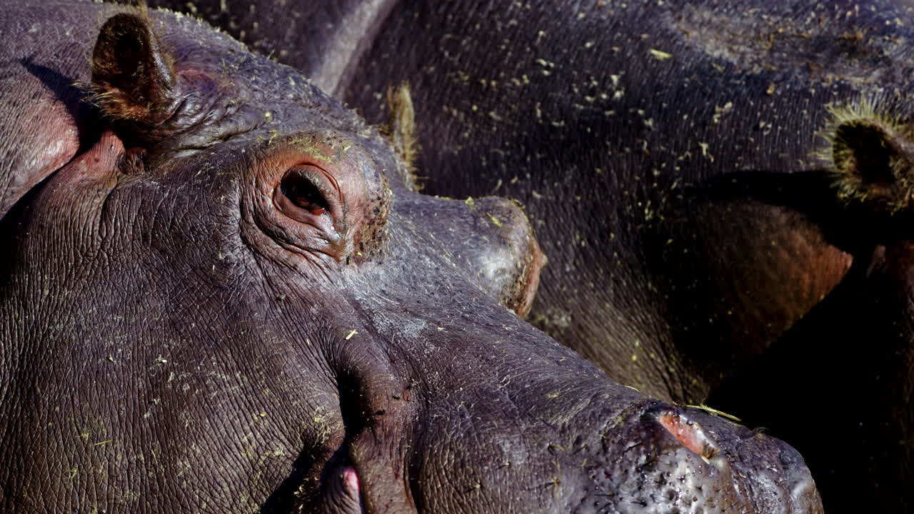 Close-up of Hippopotamus