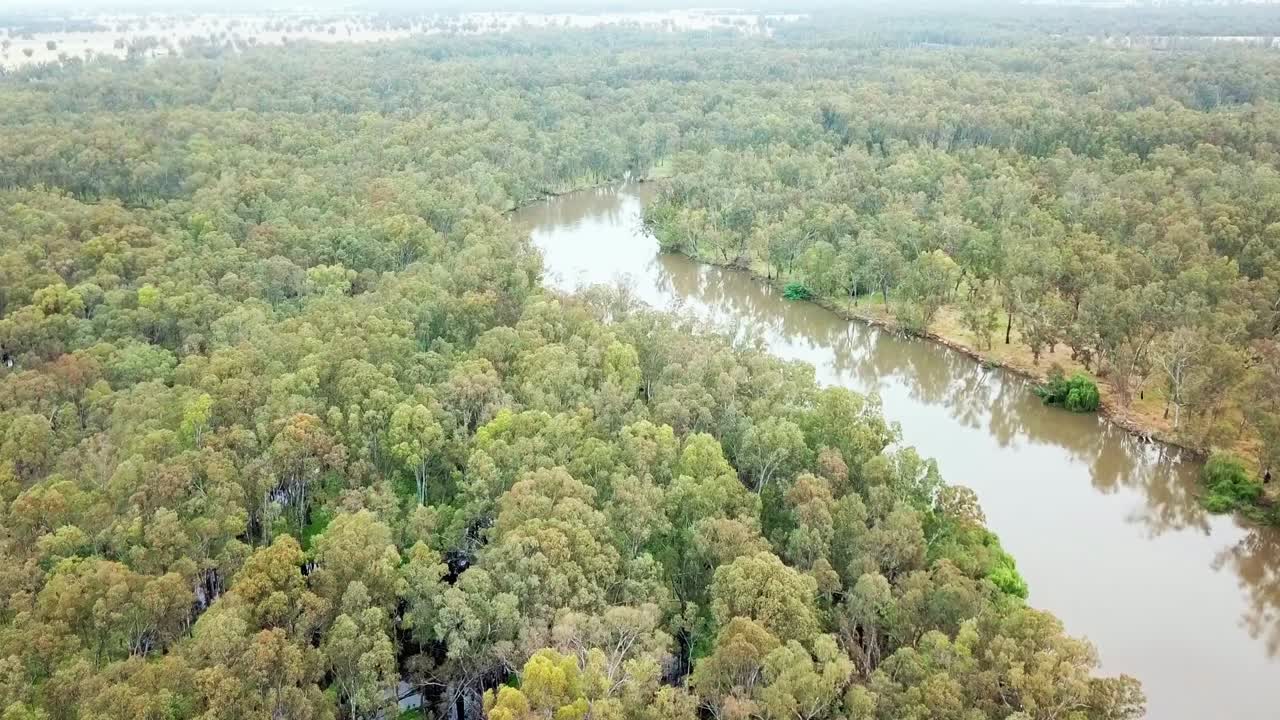 구불구불한 머레이 강과 호주 코로와 남쪽의 유칼립투스 숲을 천천히 움직이는 드론 영상