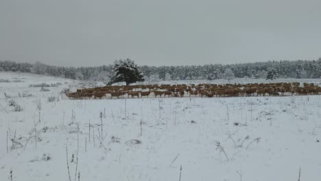wide left to right pan shoot of a big herd of sheep behind a fence in a white winter landscape with cloudy sky