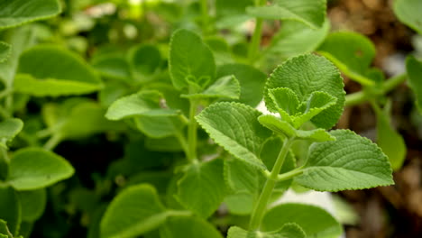 Eine-Nahaufnahme-Von-Mexikanischen-Minzpflanzen,-Die-Bei-Tageslicht-Im-Garten-Wachsen,-Nahaufnahme-Des-Krauts-Ajwain