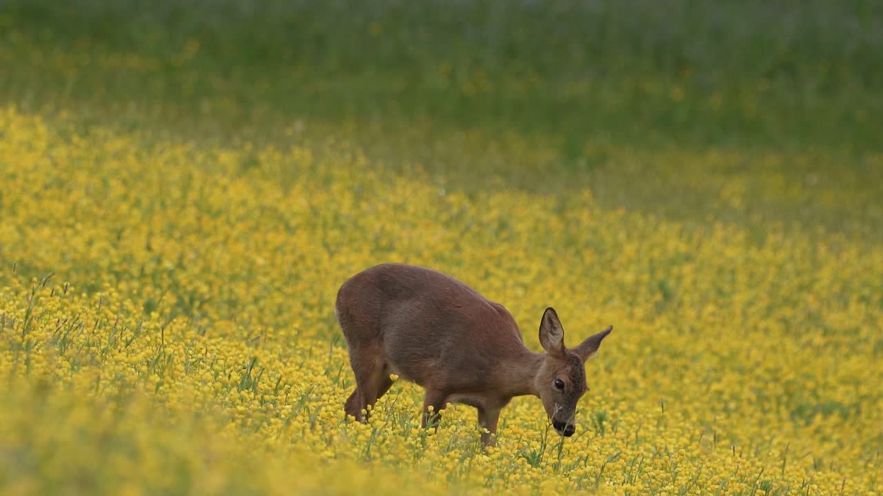 corzo hembra comiendo ranúnculos