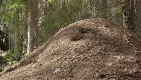 red wood ant nest, formica rufa, in a forest, sweden, scenic shot zoom in