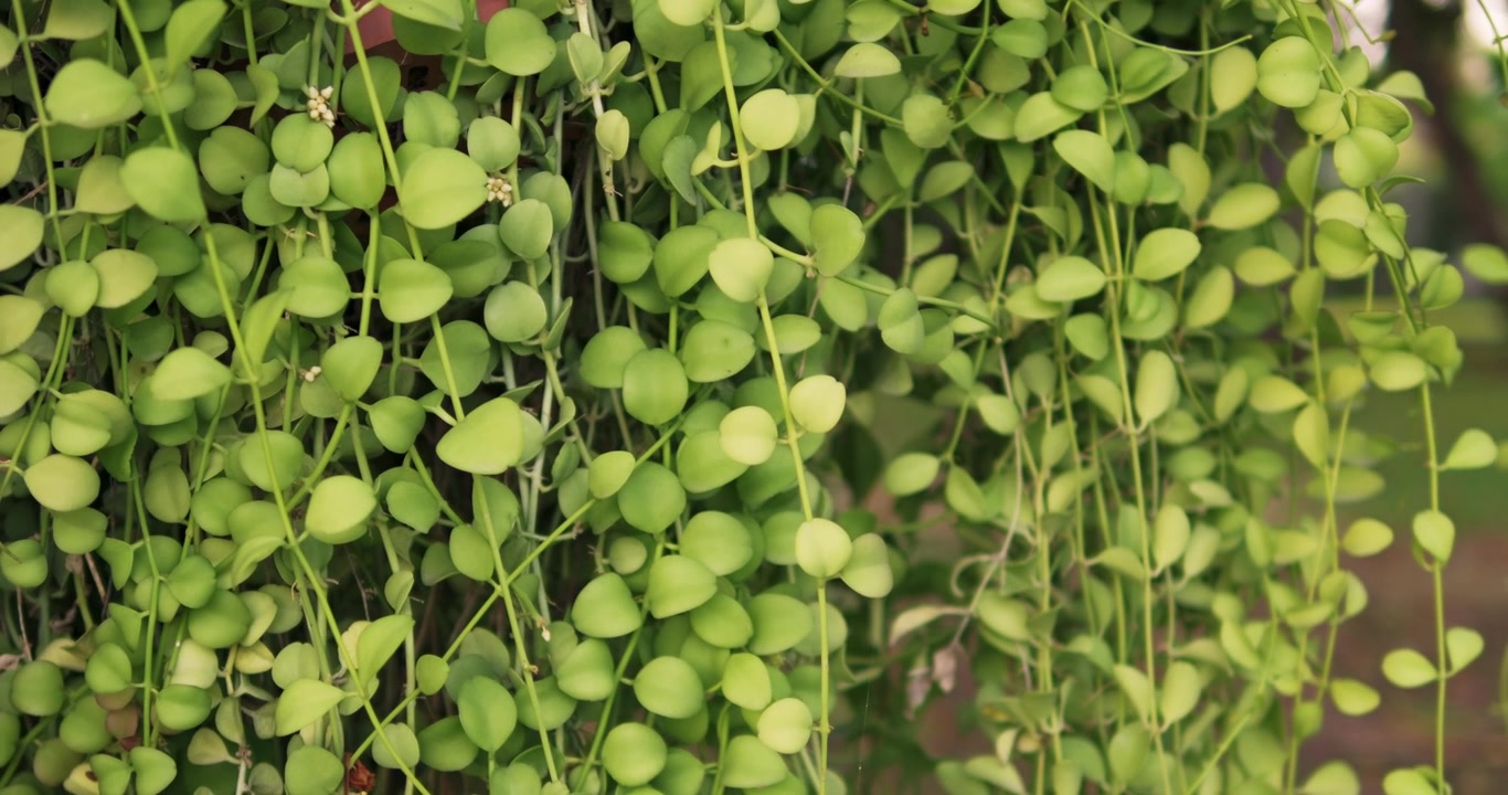 Explore vibrant foliage of lush green plants in an urban garden setting.
