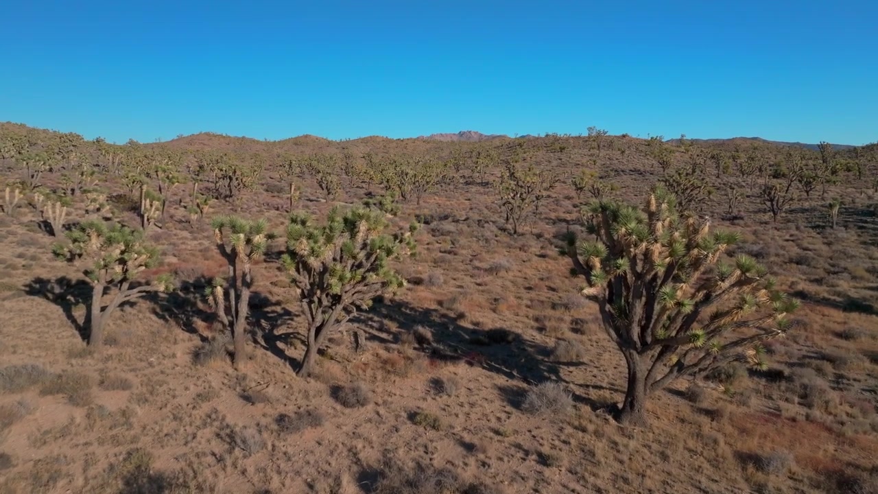 Paesaggio con alberi di Yucca nel Joshua Tree National Park, California, riprese aeree con drone della contea di San Fernando, deserto del Mojave e del Colorado, Kelso Pinto Basin Dunes, cielo blu, pomeriggio soleggiato, movimento di panoramica in avanti e in alto.