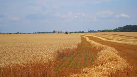 field at crop season. combine harvesters gathering ripe wheat on golden field in farmland. industrial equipment harvesting dry agricultural plants in summer.