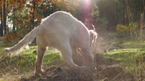 Energetic-golden-retriever-puppy-digging-the-ground-on-a-walk-in-the-forest