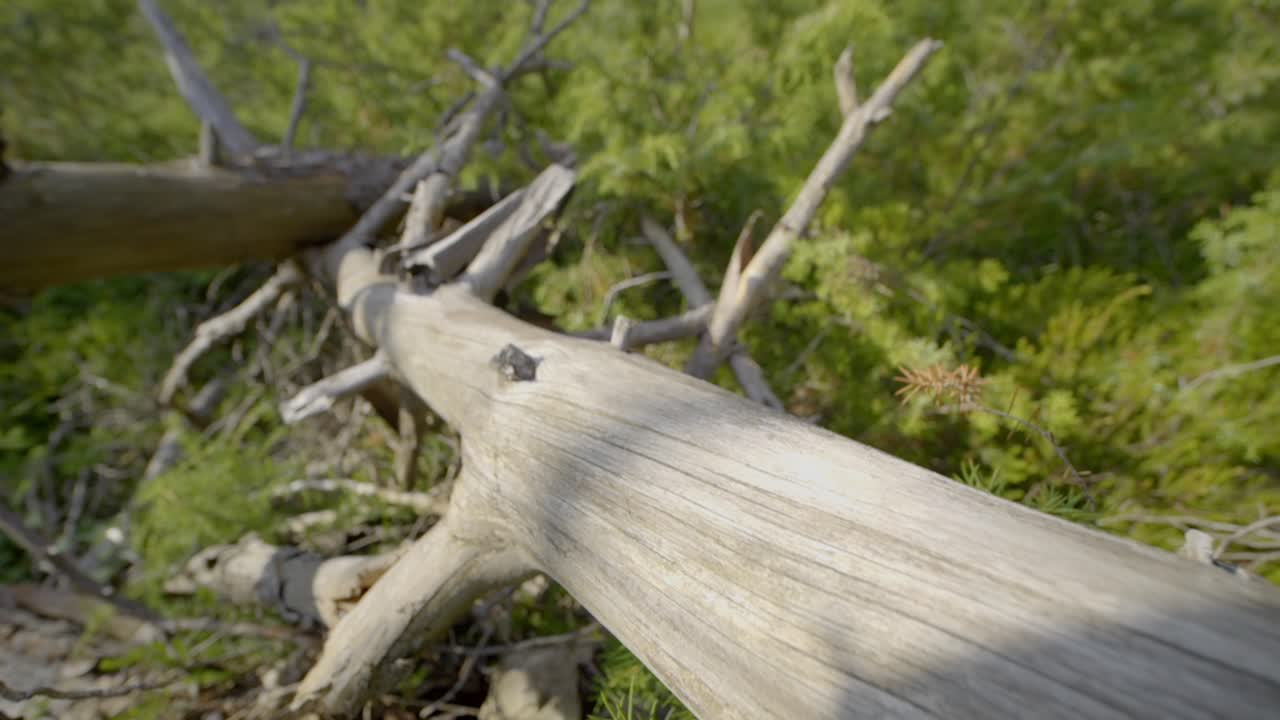 숲 속 의 땅 에 부러진 나무 의 뒤쪽