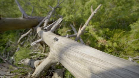 Backward shot of broken tree on the ground in the forest