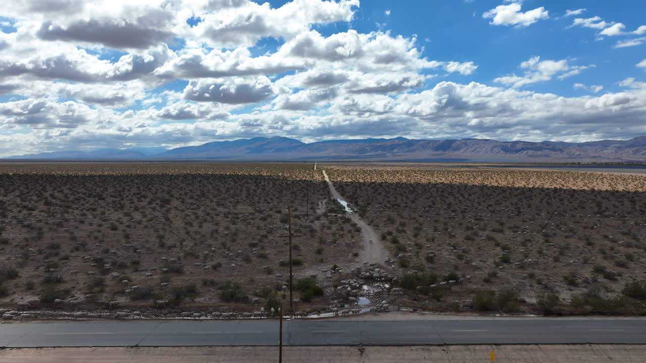 rebaño de ovejas a lo largo de una carretera en el desierto de mojave - aérea