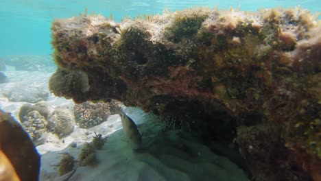 An-underwater-shot,-taken-close-to-the-rocks-and-fish-in-the-clear-water-shallows,-in-Thailand