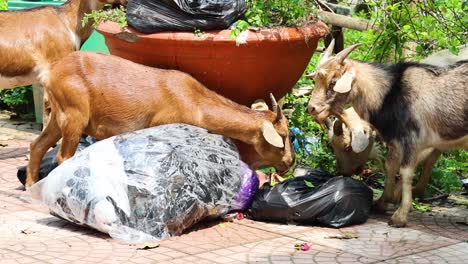 goats rummaging through garbage bags in a garden