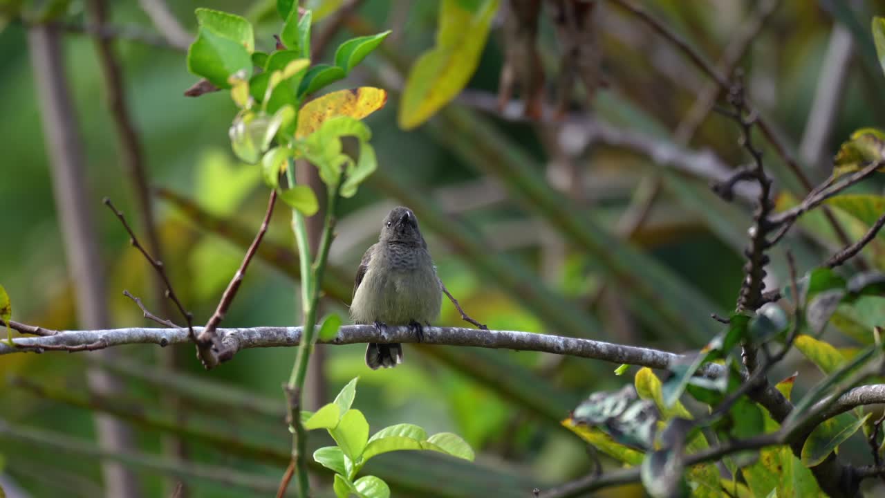 Endemic Seychelles sunbird on tree branch, Mahe, Seychelles 30fps