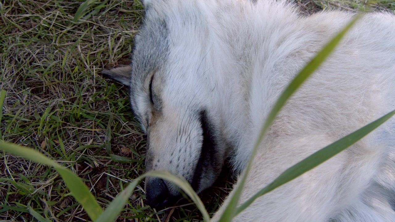 A grey wolf named Koa.