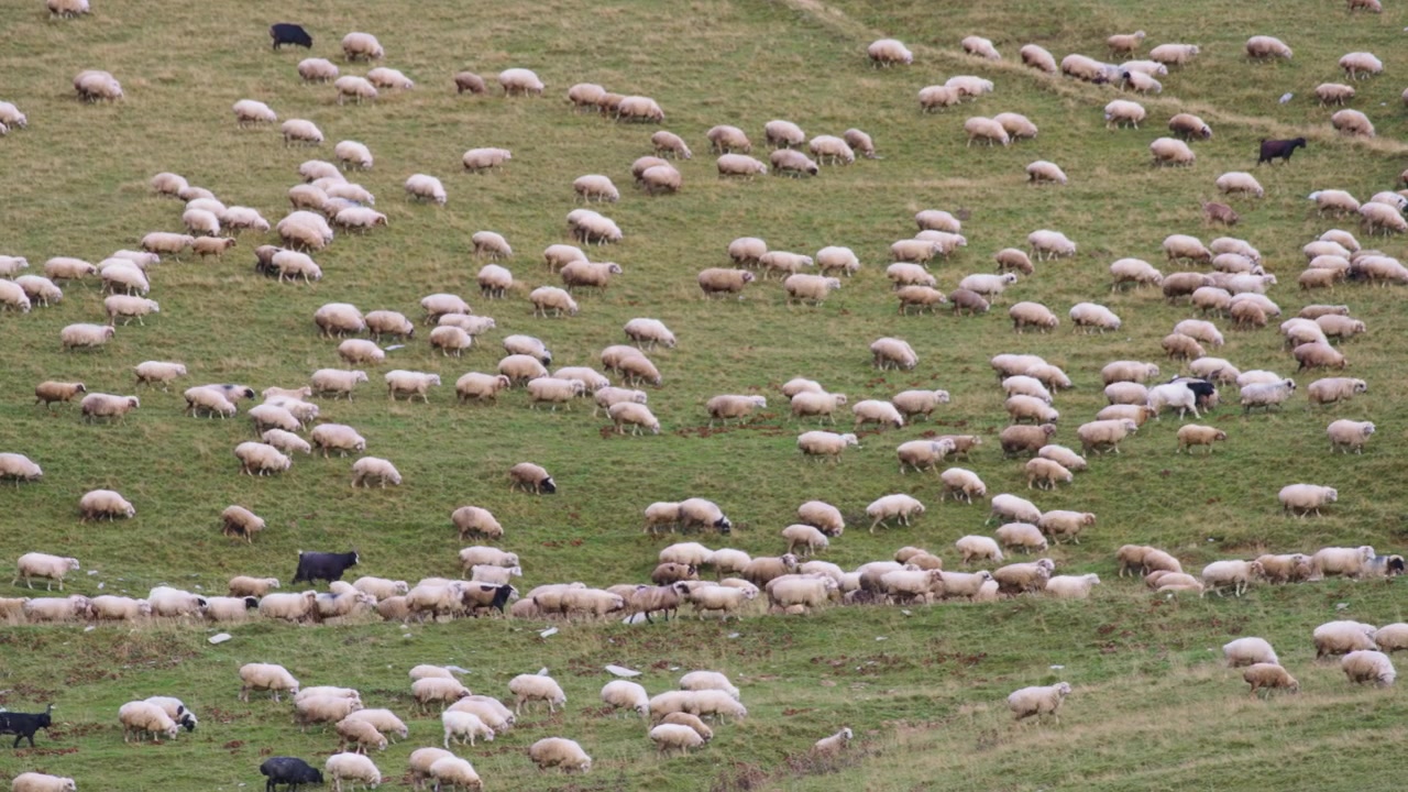Un gregge di pecore su un prato verde
