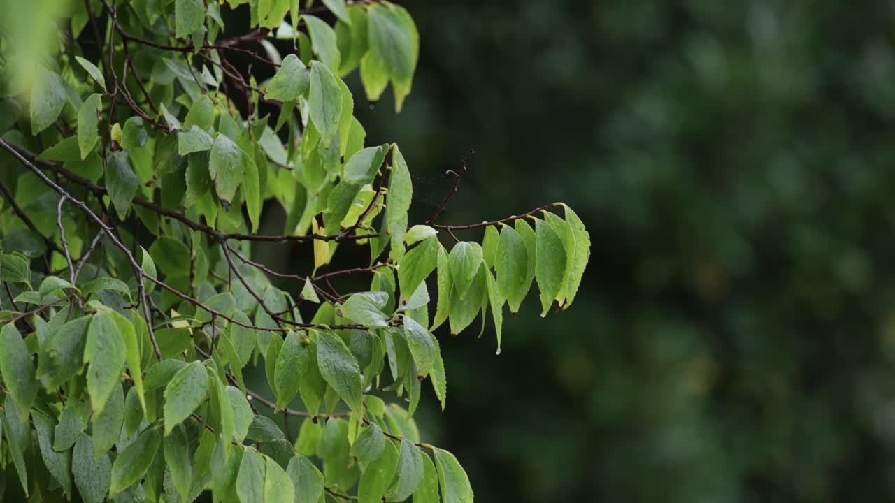배경에 있는 짙은 녹색 잎에서 전경에 있는 밝은 녹색 잎까지 랙 초점