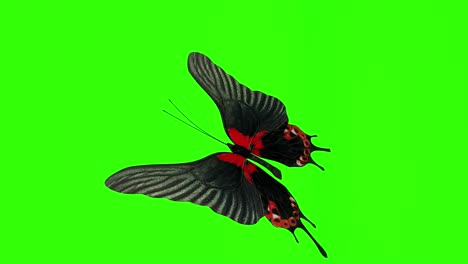 exotic butterfly green screen 3d rendering animation.