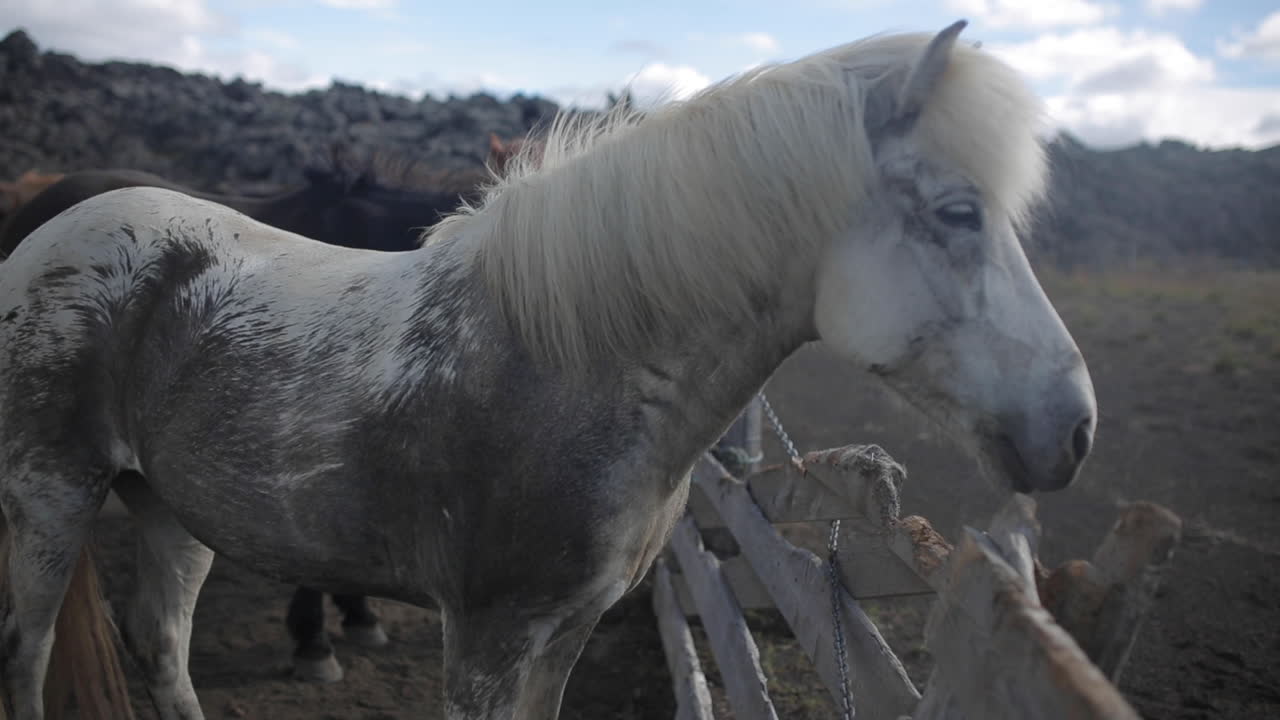 Icelandic Horses in a Pasture