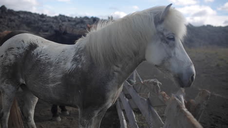 icelandic horses in a pasture