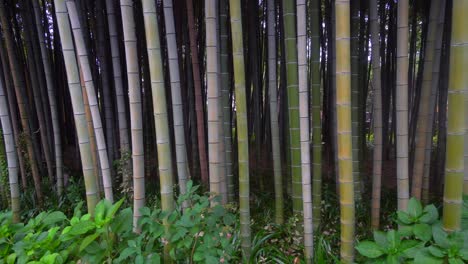 el bambú es una planta muy especial en toda asia, ya que su uso se aplica tanto a la arquitectura como a la cocina