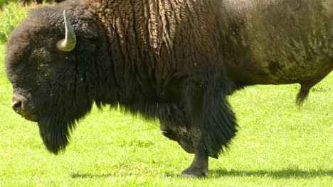 Amerikanischer-Bison-Grast-Auf-Gras,-Während-Käfer-Herumfliegen,-Nahe-Statische-Ansicht