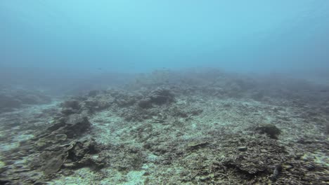 un arrecife de coral de mar profundo, que muestra la diversidad de corales en las aguas azules claras de raja ampat en indonesia
