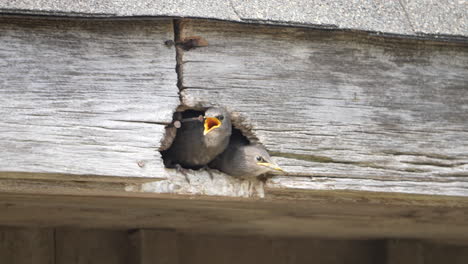 young starling fledglings wait for food in a barn rafter