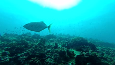 large fish (trevally) swimming through the ocean amongst several other schools of fish (slow motion)