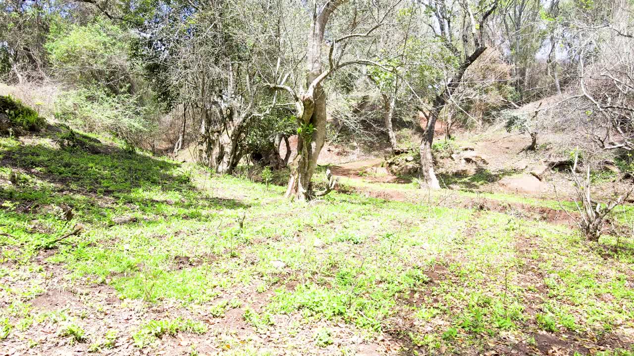 cielo de la aldea al aire libre hermoso paisaje de la aldea del bosque del paisaje aéreo - fotografía aérea del bosque rural kenia - controlador inalámbrico de drones quadcopter