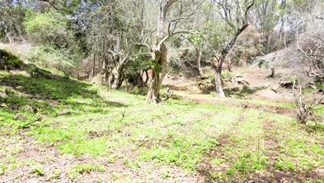 outdoor village sky beautiful village landscape of aerial land scape forest- aerial photography of rural forest kenya- wireless drone quadcopter controller