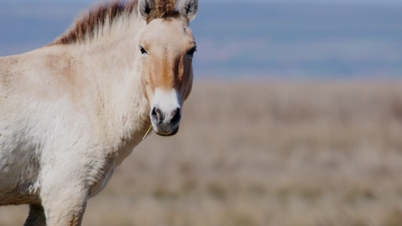 Close up of a wild Przewalksi horse walking across prairie
