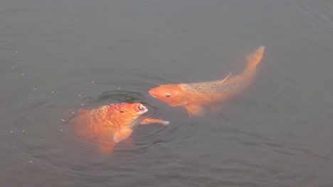 colorful koi fish gracefully glide through water