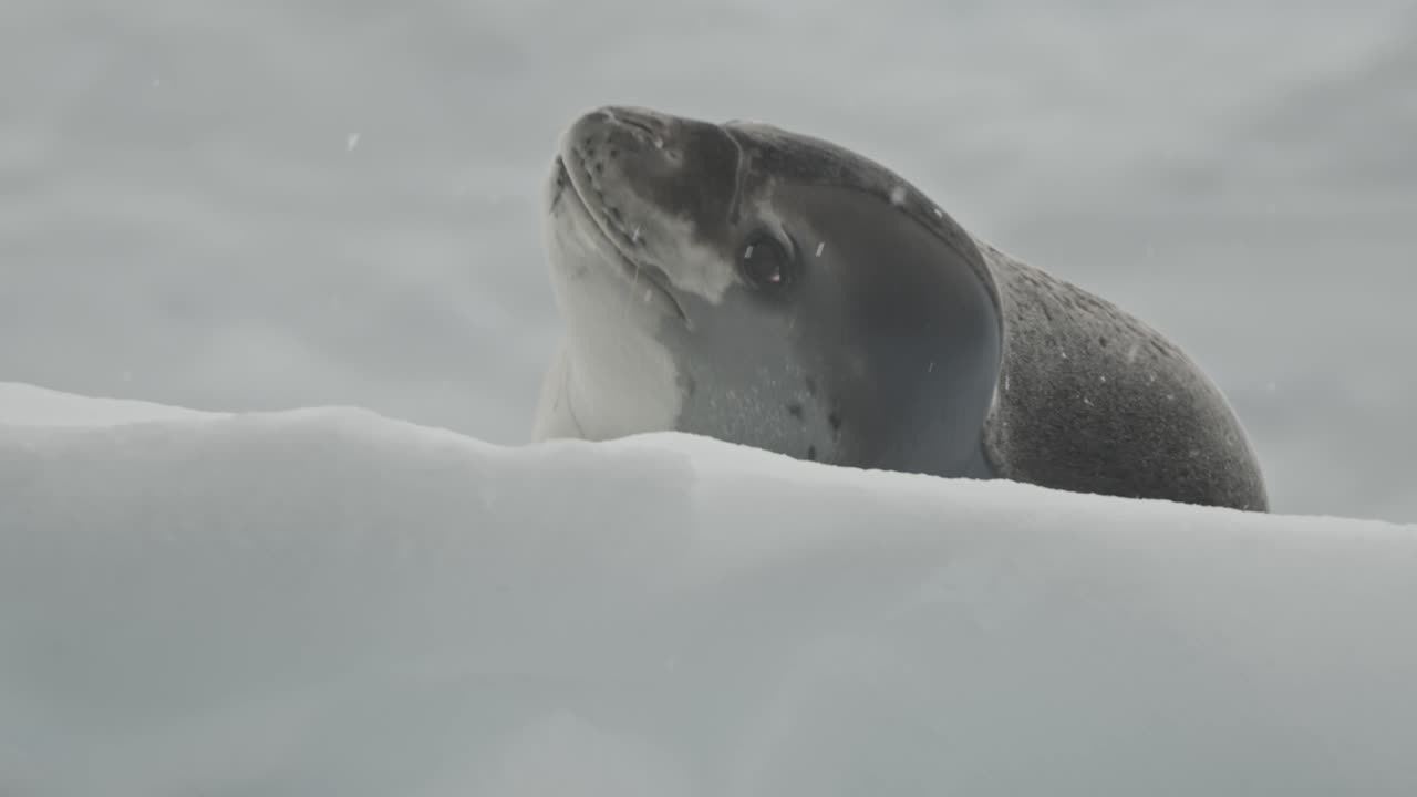 Leopard seal on ice in Antarctica is lifting his head to look around for potential prey