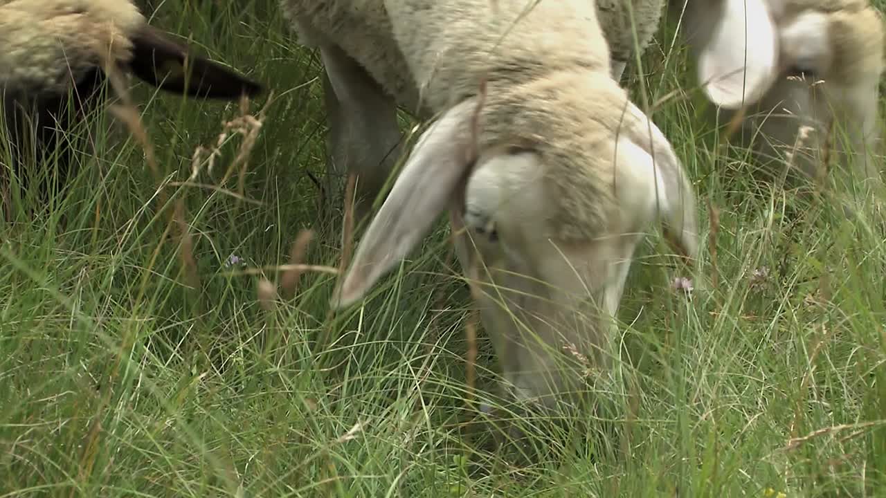 altmuehltal, bavaria, germany의 eichstaett 근처 양 떼를 닫습니다.