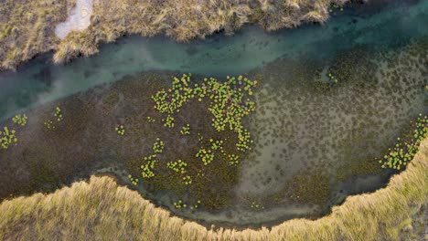 aerial view of the mezquites river on the mexican desert of cuatro cienegas in coahuila. ramsar protected area. lotus plant on water. coahuila, mexico