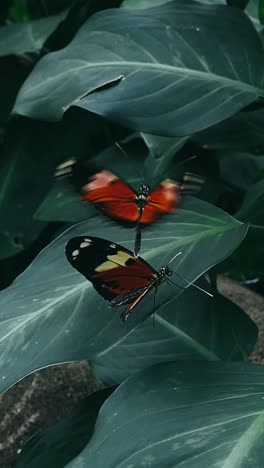 butterflies on green leaves