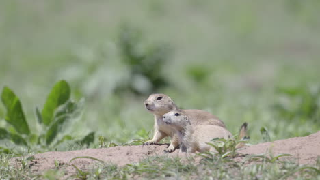 Black-tailed-prairie-dog-adult-and-juvenile-on-the-lookout-at-the-entrance-of-the-burrow