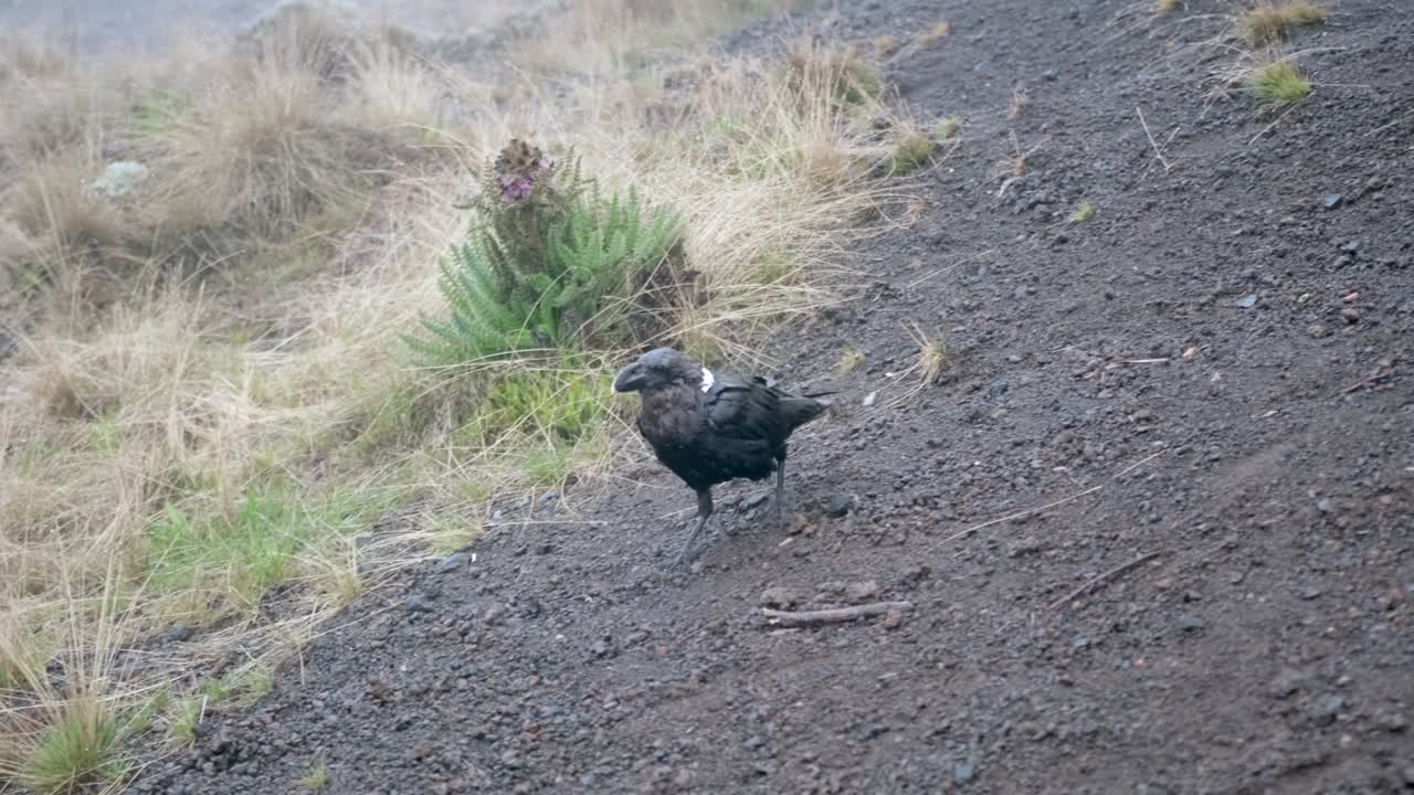 cuervo de cuello blanco en el monte kilimanjaro cerca del campamento de shira