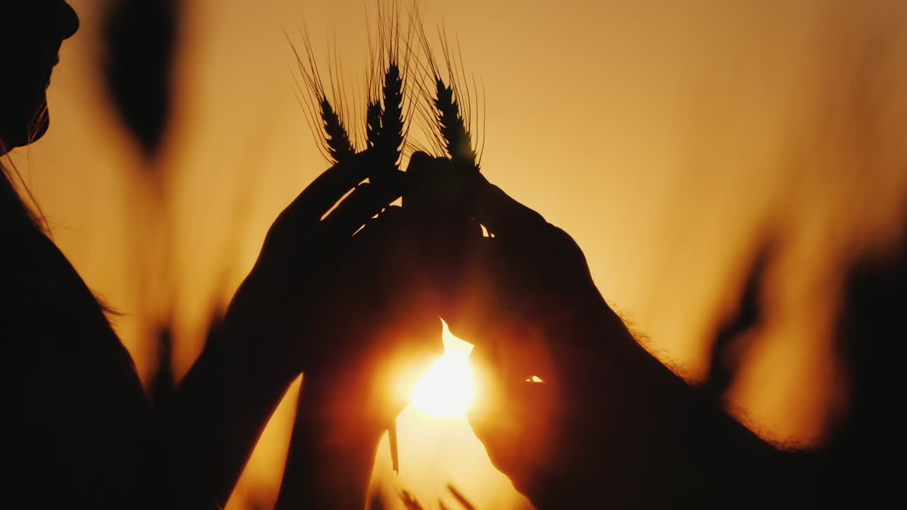 manos de dos granjeros sostienen espigas de trigo estudian el grano en el primer plano del campo