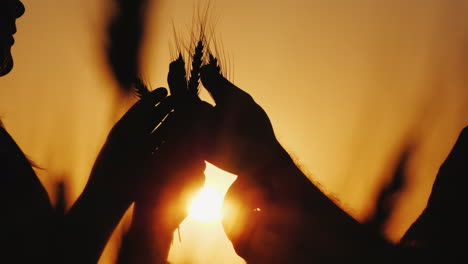 Hands-Of-Two-Farmers-Hold-Ears-Of-Wheat-Study-The-Grain-On-The-Field-Close-Up-Shot