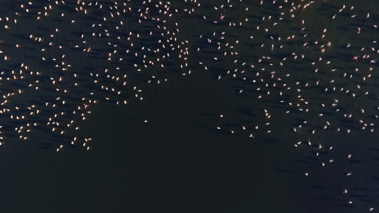 Flamingos gather in water during early morning hours in wetlands