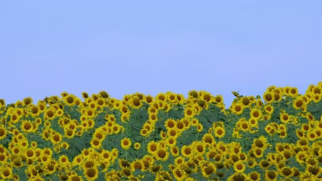 Hermoso-Cielo-Azul-Y-Los-Girasoles-Se-Mueven-Con-El-Viento,-Imágenes-Largas-Ideales-Para-Narrar,-Girasol-Común-Helianthus-Annuus,-Tailandia