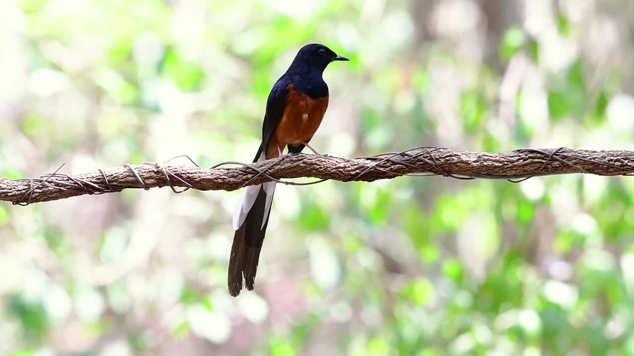 shama de rabadilla blanca encaramado en una vid con fondo bokeo del bosque, copsychus malabaricus, en cámara lenta