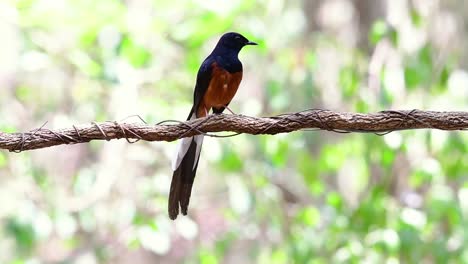 White-rumped-Shama-Perched-on-a-Vine-with-Forest-Bokeh-Background,-Copsychus-malabaricus,-in-Slow-Motion