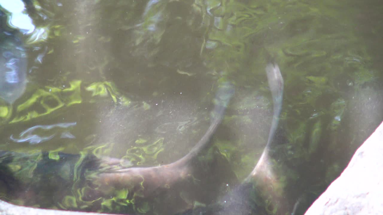 신주쿠 교엔 국립 정원 연못에 있는 물고기의 모습