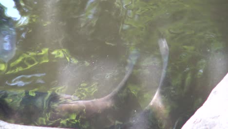 la vista de los peces en el estanque en el jardín nacional shinjuku gyoen