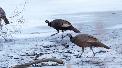 Medium-shot-of-turkeys-looking-for-food-in-the-snow