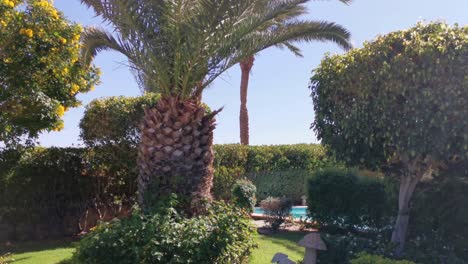 palm trees on a hotel background