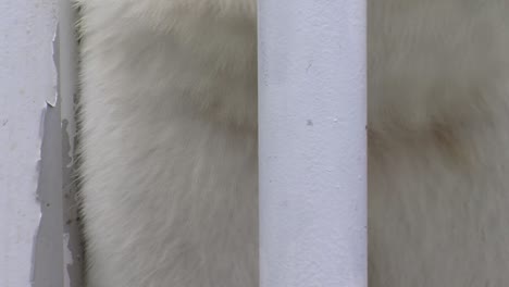 closeup of a polar bear in captivity