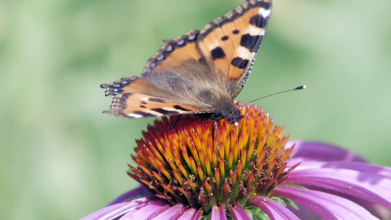 Una farfalla vanessa dell'ortica si posa su un fiore conico viola mangiando polline e impollinandolo.